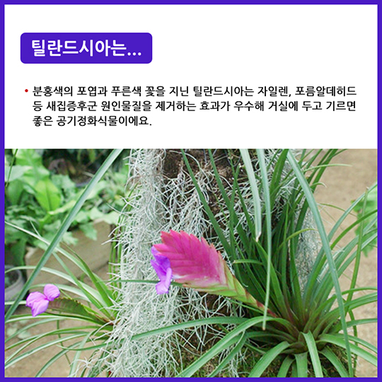 공기정화식물 틸란드시아