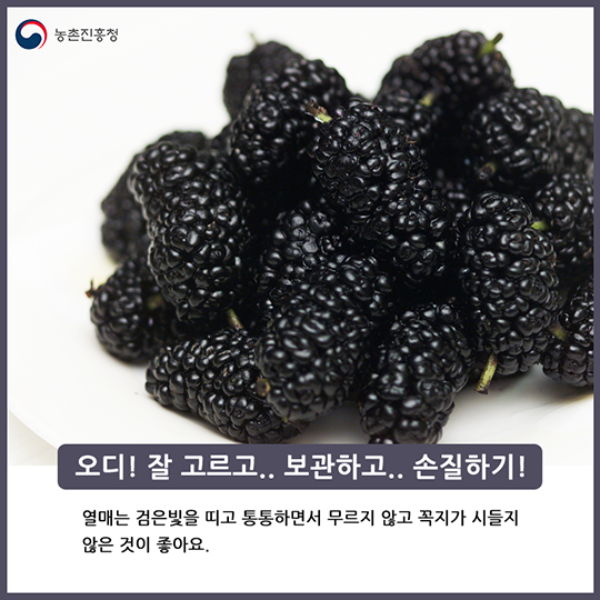오디 맛있게 즐기기