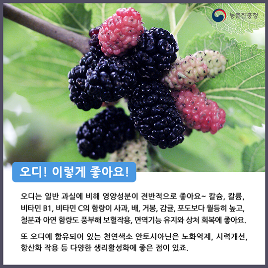 오디 맛있게 즐기기