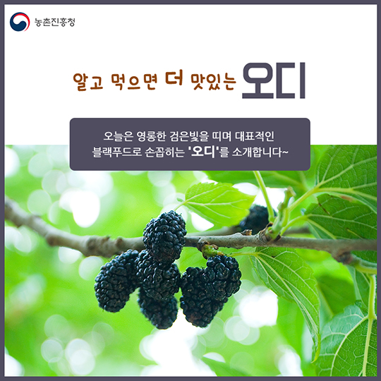 오디 맛있게 즐기기