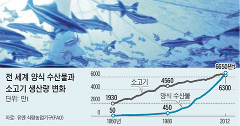 양식 생산물과 소고기 생산량의 변화 (출처: 유엔 식량농업기구) 양식 생산물과 소고기 생산량의 변화 (출처: 유엔 식량농업기구)