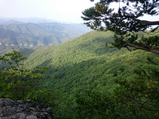 ‘멸종위기’ 분비나무, 일월산 서식지 전경 (사진=산림청)