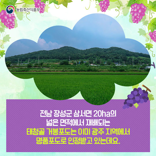 장성 태청골 거봉 포도 "자옥"을 소개합니다!