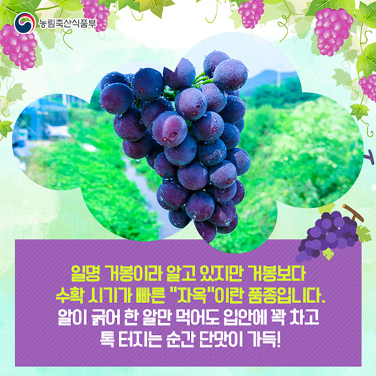 장성 태청골 거봉 포도 "자옥"을 소개합니다!