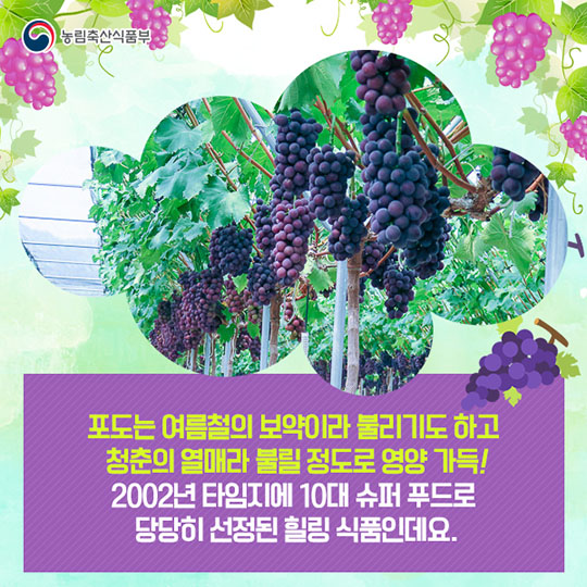 장성 태청골 거봉 포도 "자옥"을 소개합니다!