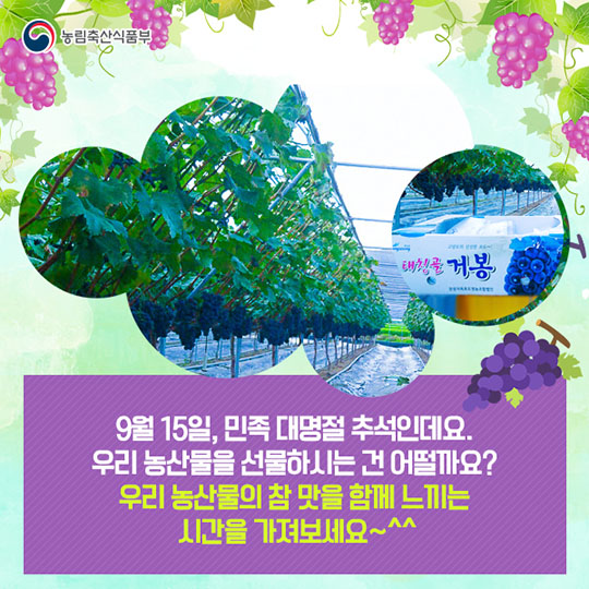 장성 태청골 거봉 포도 "자옥"을 소개합니다!