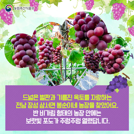 장성 태청골 거봉 포도 "자옥"을 소개합니다!