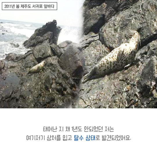 집으로 가는 길, 점박이물범 복돌이의 여정
