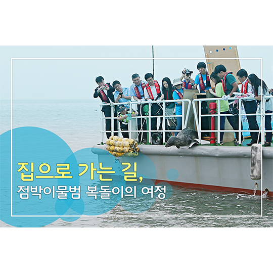 집으로 가는 길, 점박이물범 복돌이의 여정