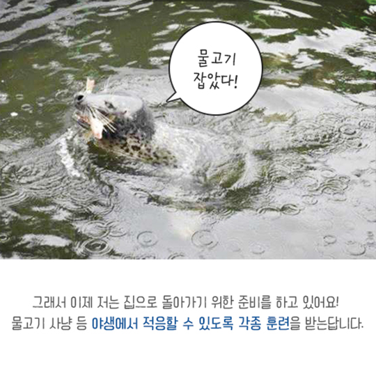 집으로 가는 길, 점박이물범 복돌이의 여정