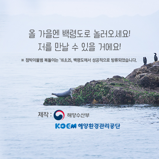 집으로 가는 길, 점박이물범 복돌이의 여정