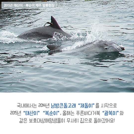 집으로 가는 길, 점박이물범 복돌이의 여정