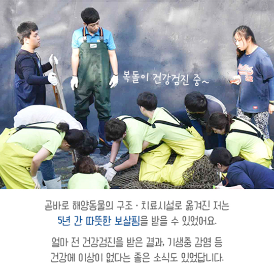 집으로 가는 길, 점박이물범 복돌이의 여정