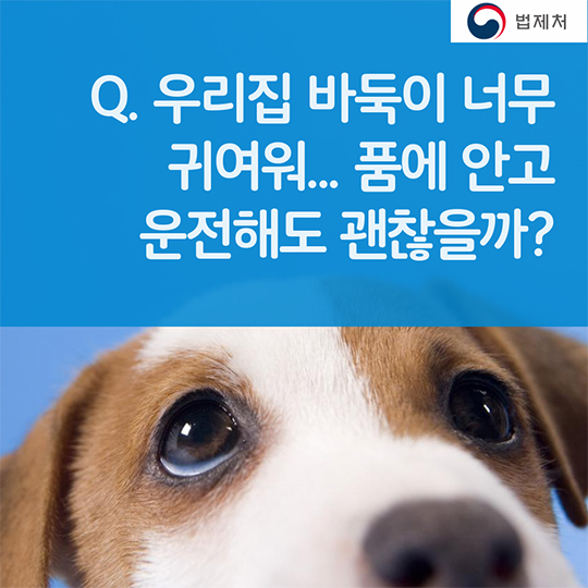 귀성길 반려동물과 함께한다면? 꼭 알아두세요!