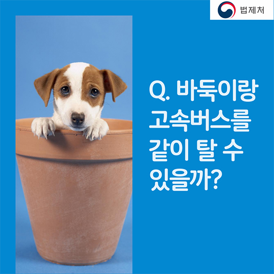 귀성길 반려동물과 함께한다면? 꼭 알아두세요!