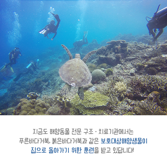 집으로 가는 길, 점박이물범 복돌이의 여정