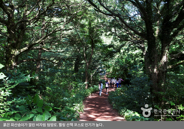 붉은 화산송이가 깔린 비자림 탐방로. 힐링 산책 코스로 인기가 높다. 