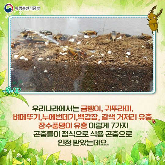 미래 식량이 식용 곤충이라고?