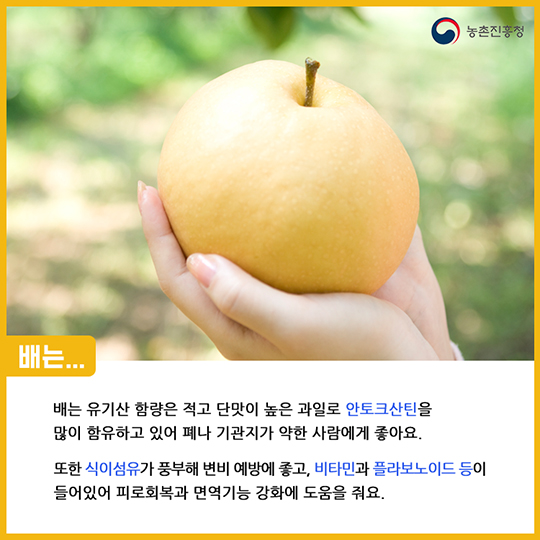 알고 먹으면 더 맛있는 배