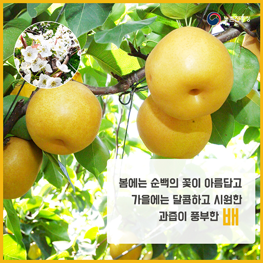 알고 먹으면 더 맛있는 배