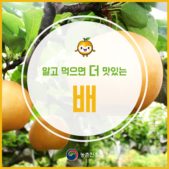 알고 먹으면 더 맛있는 배