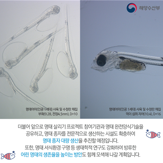 세계 최초 명태완전양식 기술개발 성공