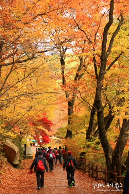 속리산의 멋진 단풍 