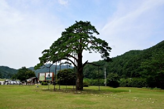 충북 보은의 정이품송(천연기념물 제103호) 
