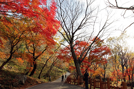 울긋불긋한 단풍은 아닌 듯 사람을 매혹한다. 단풍이 들 때면 아는 사람만 찾는다는 고즈넉한 산사인 문수사도 사람들의 가을 감성을 한껏 무르익게 한다.