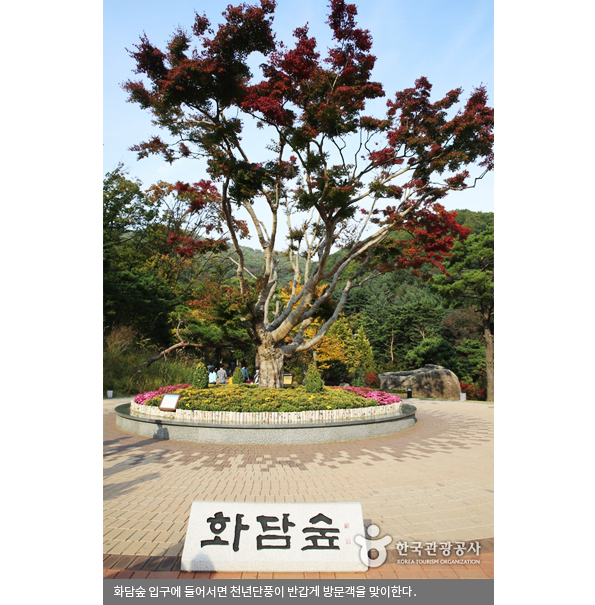 화담숲 입구에 들어서면 천년단풍이 반갑게 방문객을 맞이한다.