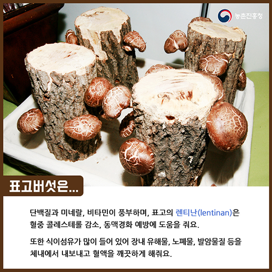 알고 먹으면 더 맛있는 표고버섯