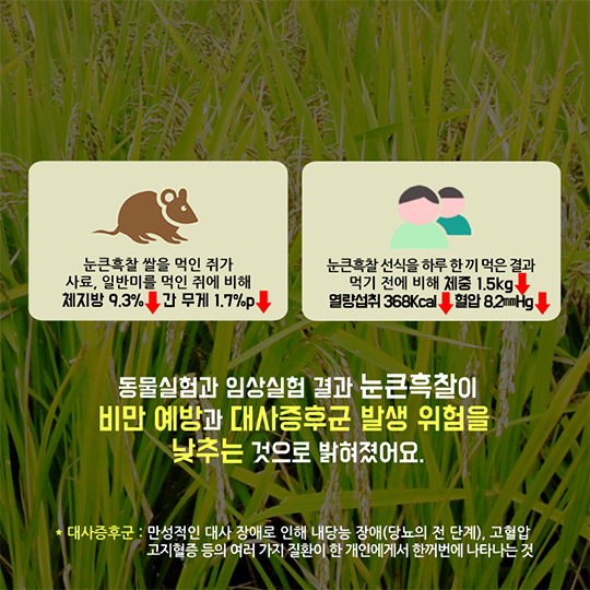 눈큰흑찰로 비만예방해요