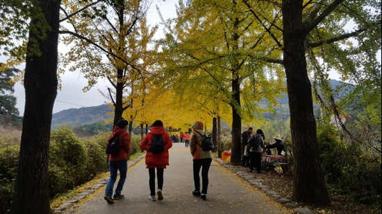 부석사 앞 은행나무 길.