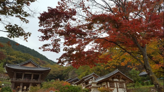 경내에 들어서자 봉황산을 배경으로 범종각이 보인다.