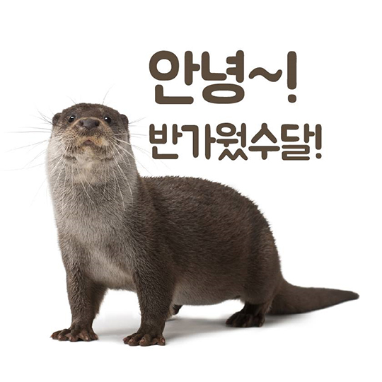 이 땅에서 오래 함께 살고픈 수달의 얘기, 들어보실래요?