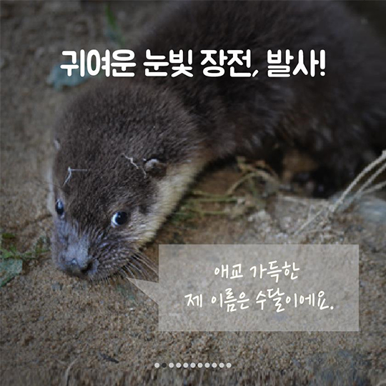 이 땅에서 오래 함께 살고픈 수달의 얘기, 들어보실래요?