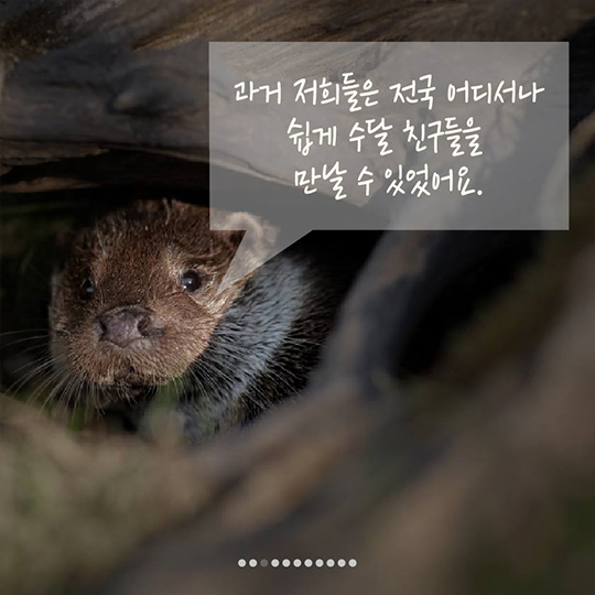 이 땅에서 오래 함께 살고픈 수달의 얘기, 들어보실래요?
