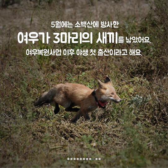 이 땅에서 오래 함께 살고픈 수달의 얘기, 들어보실래요?