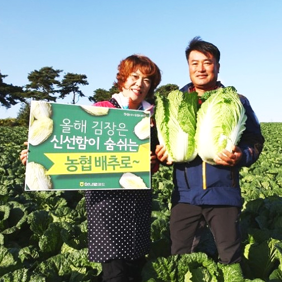 신선한 배추가 반값! 다가온 김장철, 남들보다 알뜰하게 준비하세요