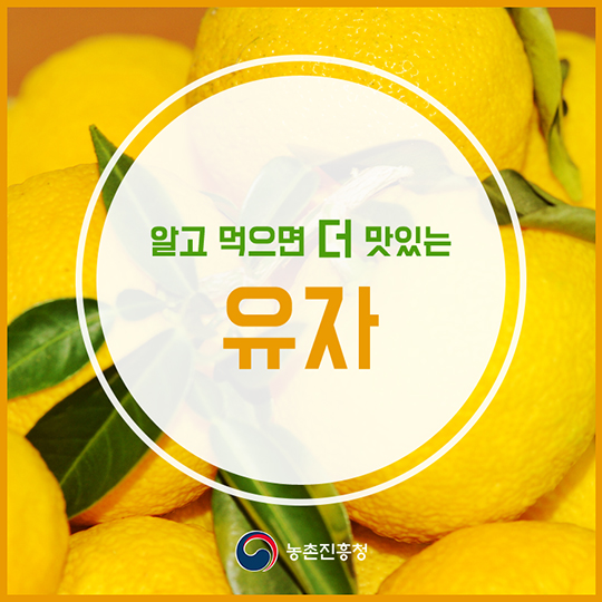 알고 먹으면 더 맛있는 유자