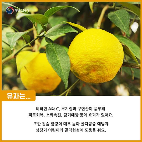 알고 먹으면 더 맛있는 유자