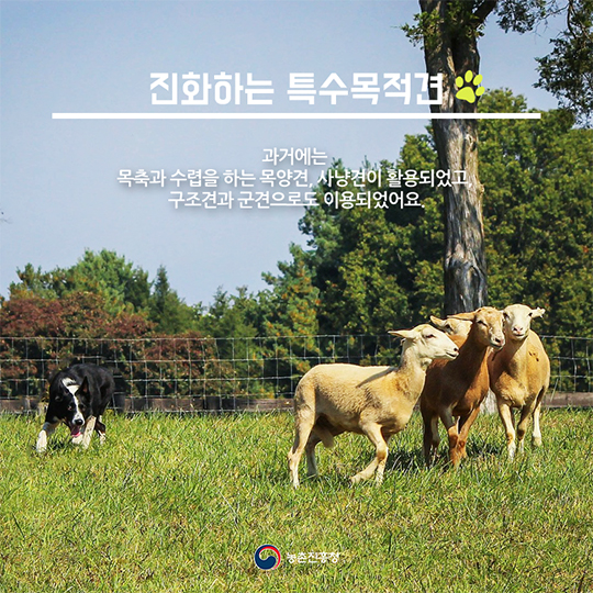 특수임무를 수행하는 견공들