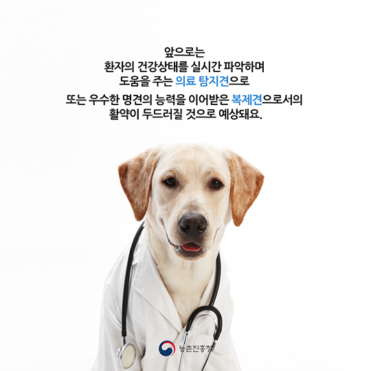 특수임무를 수행하는 견공들