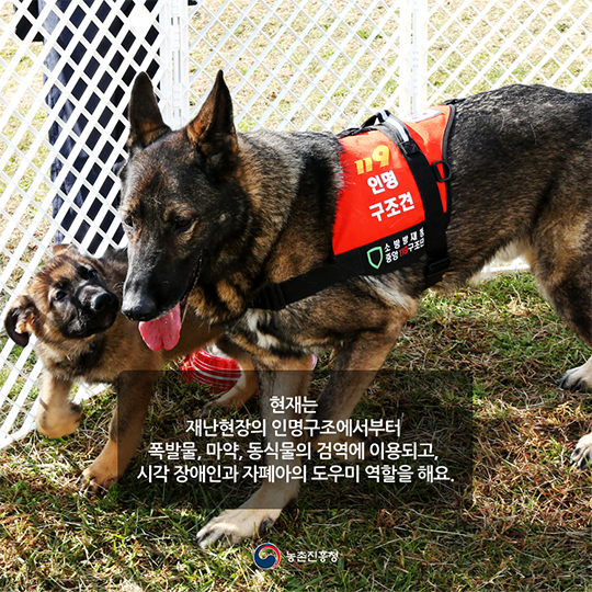 특수임무를 수행하는 견공들