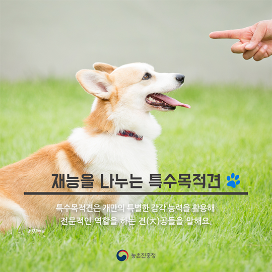 특수임무를 수행하는 견공들