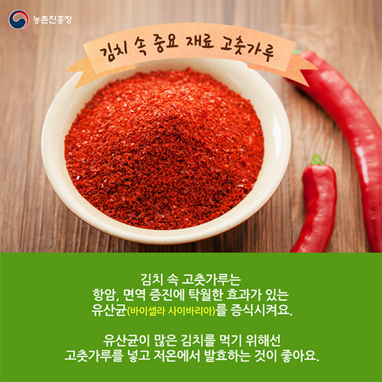 김치를 먹어야 하는 이유