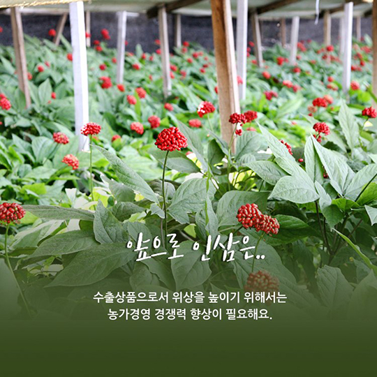 나는 인삼입니다