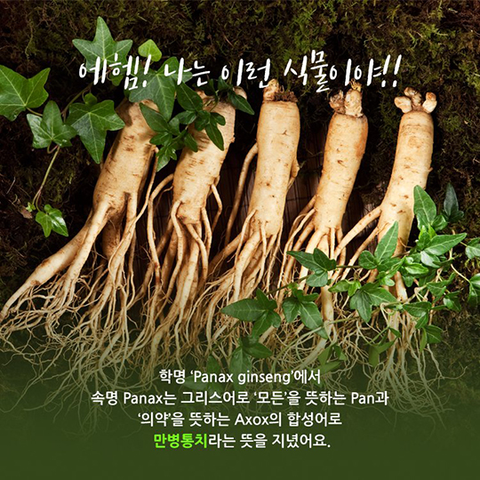 나는 인삼입니다