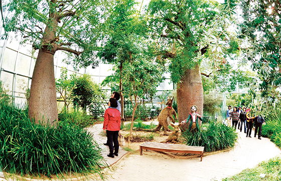 국내 최대 종합식물원인 경기 용인시 한택식물원을 찾은 관람객들이 호주온실에서 바오바브나무를 감상하고 있다. (사진=한택식물원)
