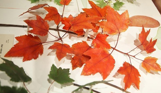 미국 하버드 자연사박물관에 소장된 유리 꽃들 중 단풍. 유리는 자연계에서 보기 드문 물과 유사한 무정형 분자구조를 갖고 있다. <하버드 자연사박물관 제공>